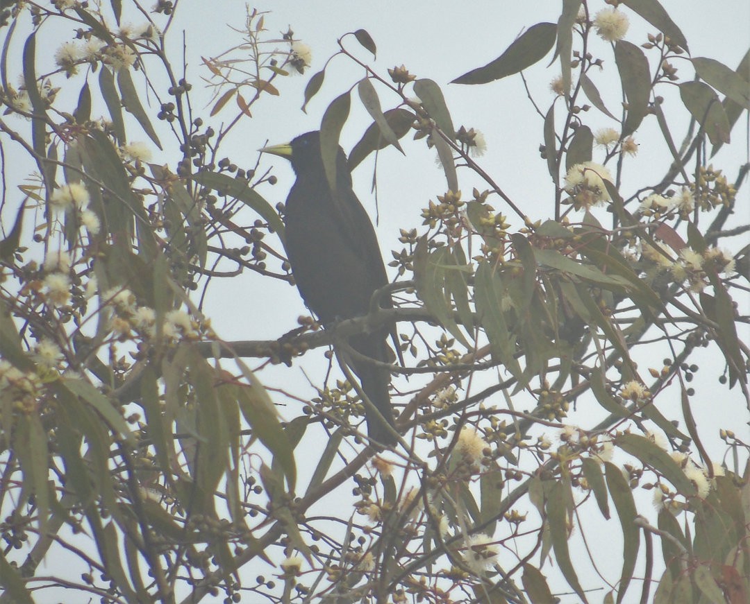 Red-rumped Cacique - ML643849044