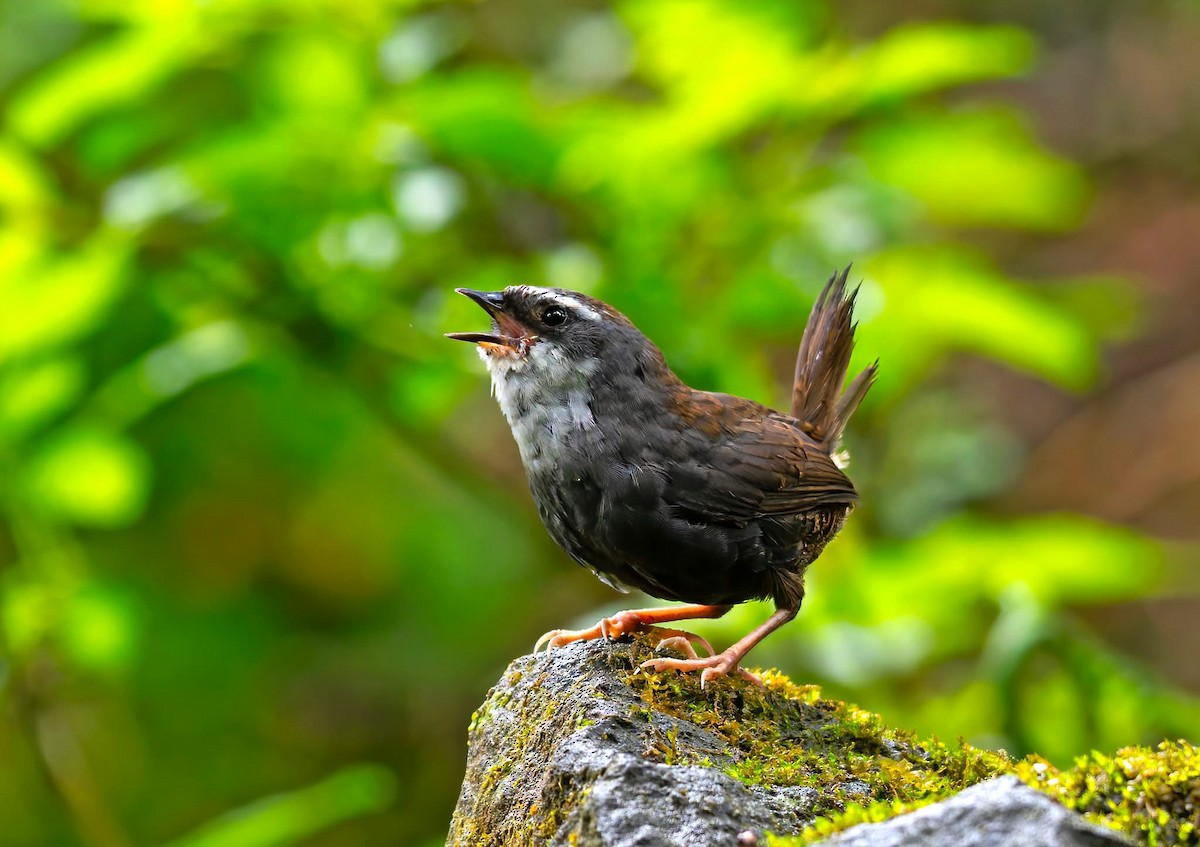 White-browed Tapaculo - ML643849046