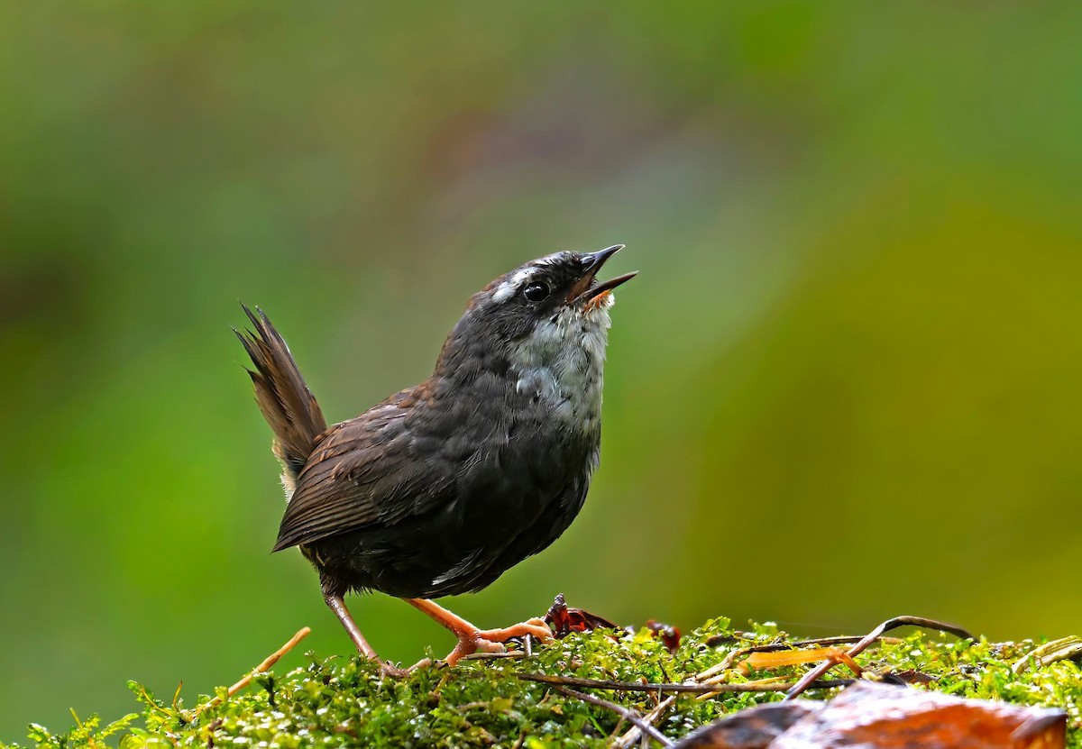 White-browed Tapaculo - ML643849047
