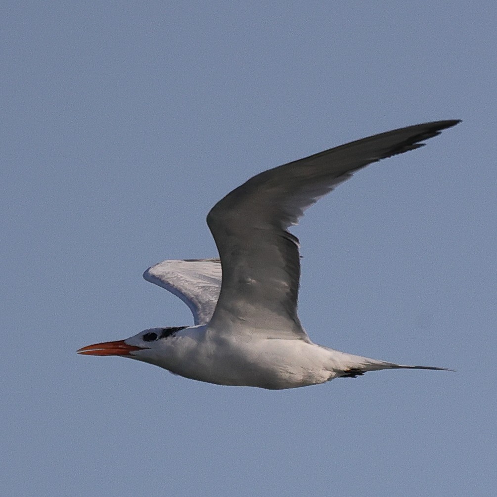 Royal Tern - ML643849050