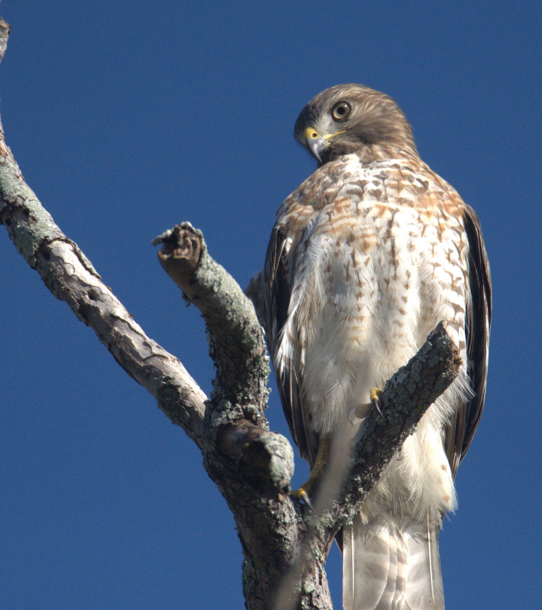 Red-shouldered Hawk - ML643849064