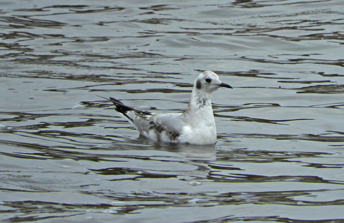 Bonaparte's Gull - ML643849095