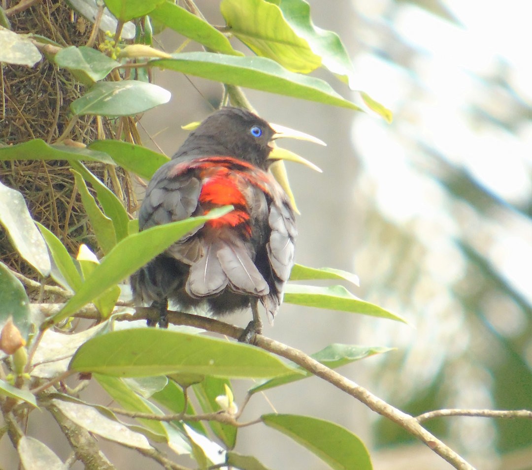 Red-rumped Cacique - ML643849099