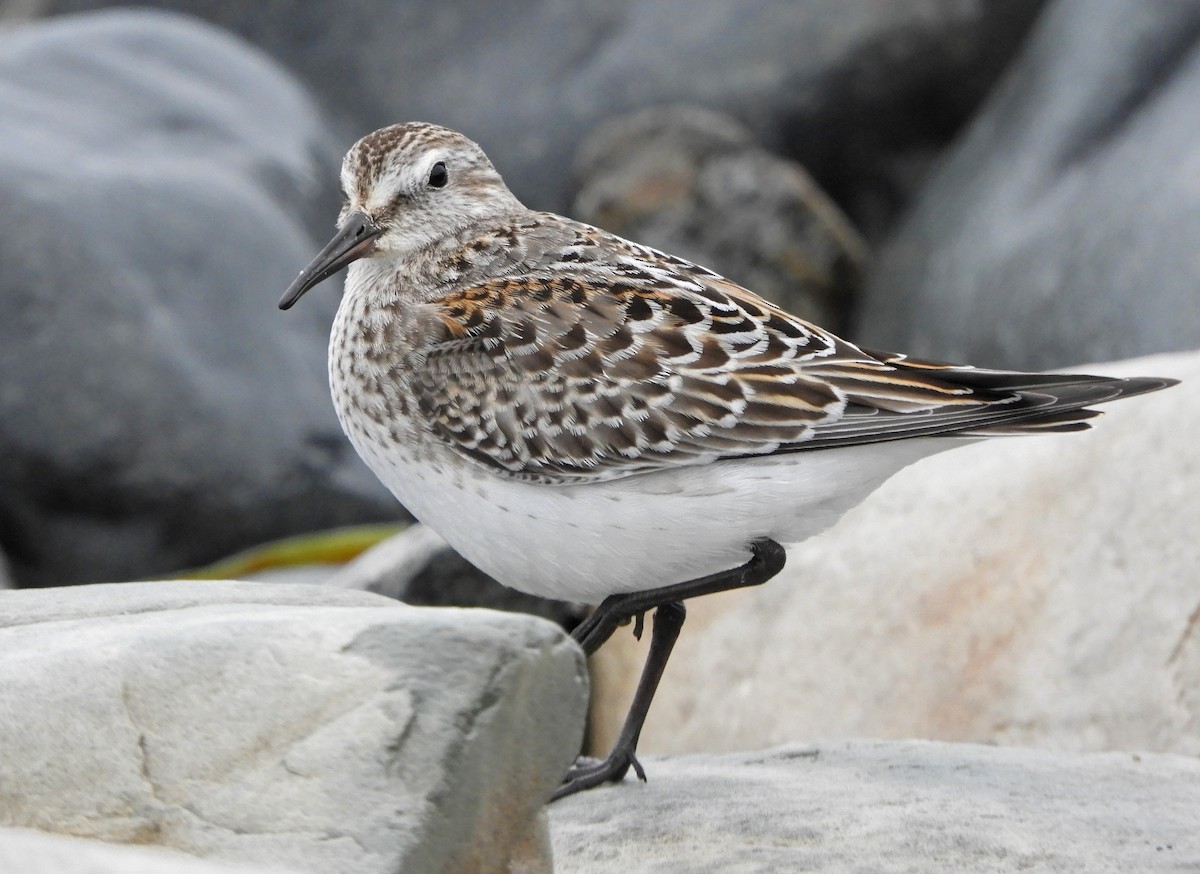 White-rumped Sandpiper - ML643849117