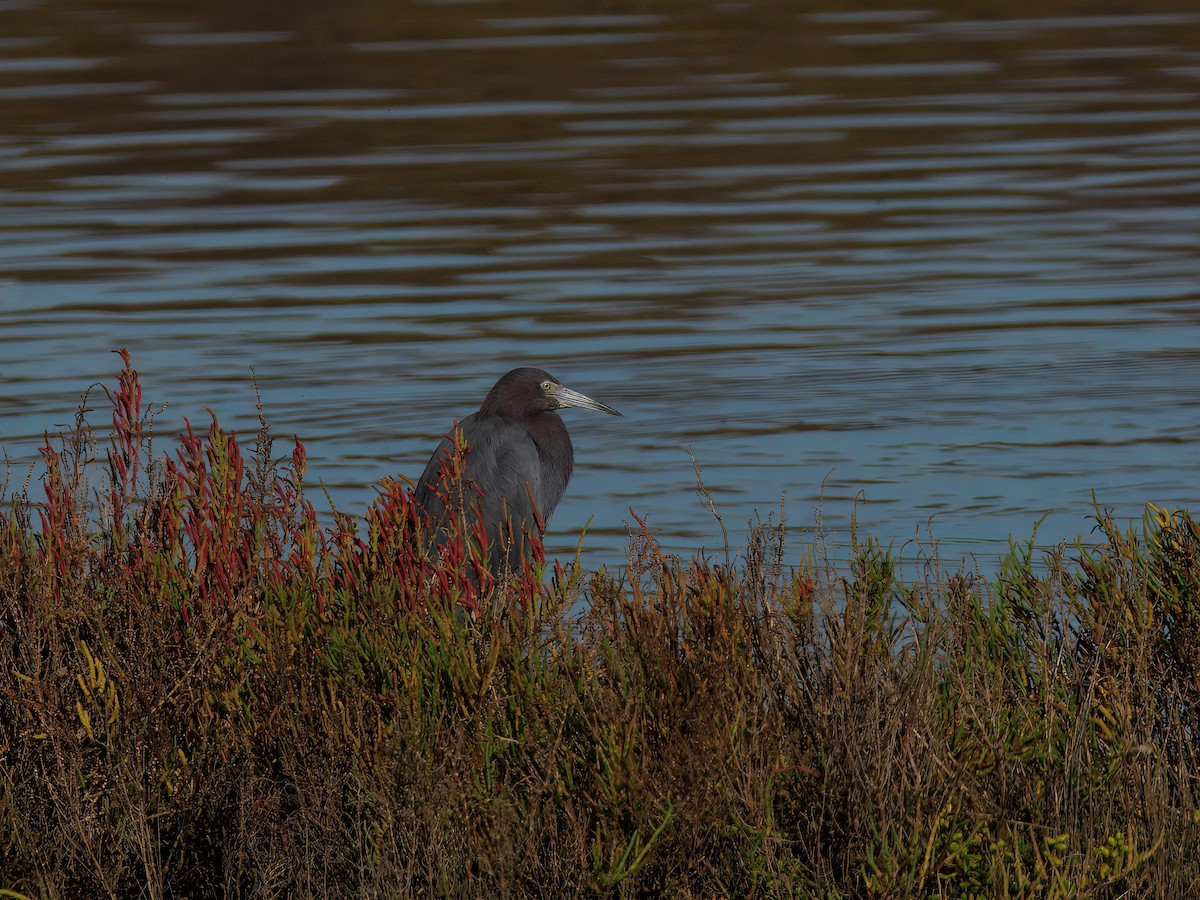 Little Blue Heron - ML643849142