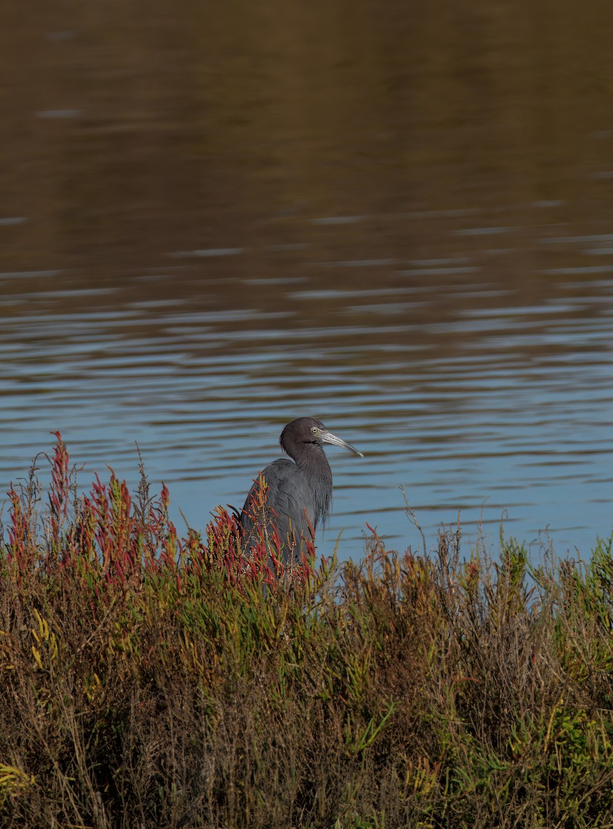Little Blue Heron - ML643849143