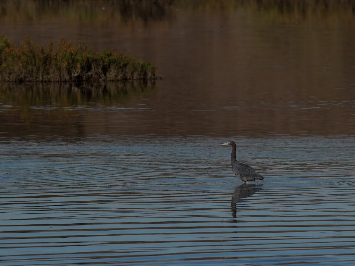Little Blue Heron - ML643849144