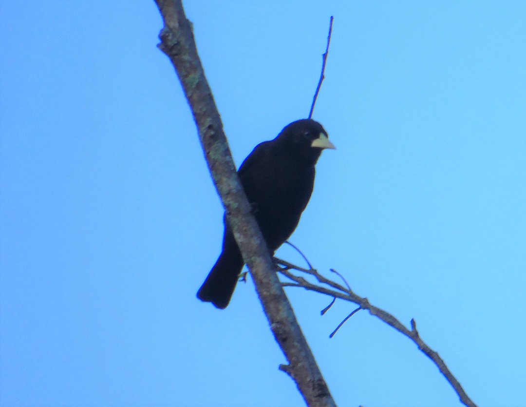 Red-rumped Cacique - ML643849156