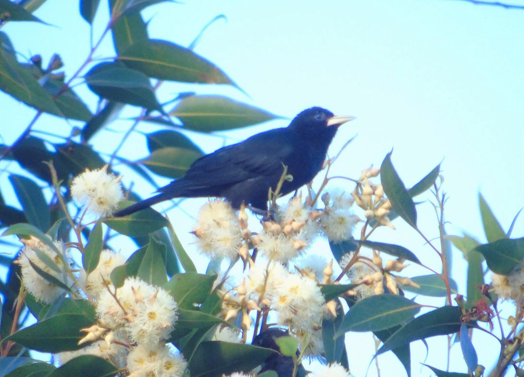 Red-rumped Cacique - ML643849157