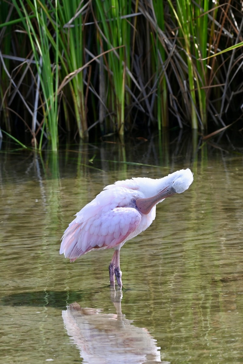 Espátula Rosada - ML643849167