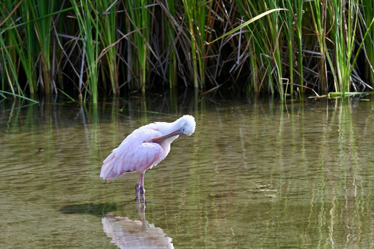 Espátula Rosada - ML643849168