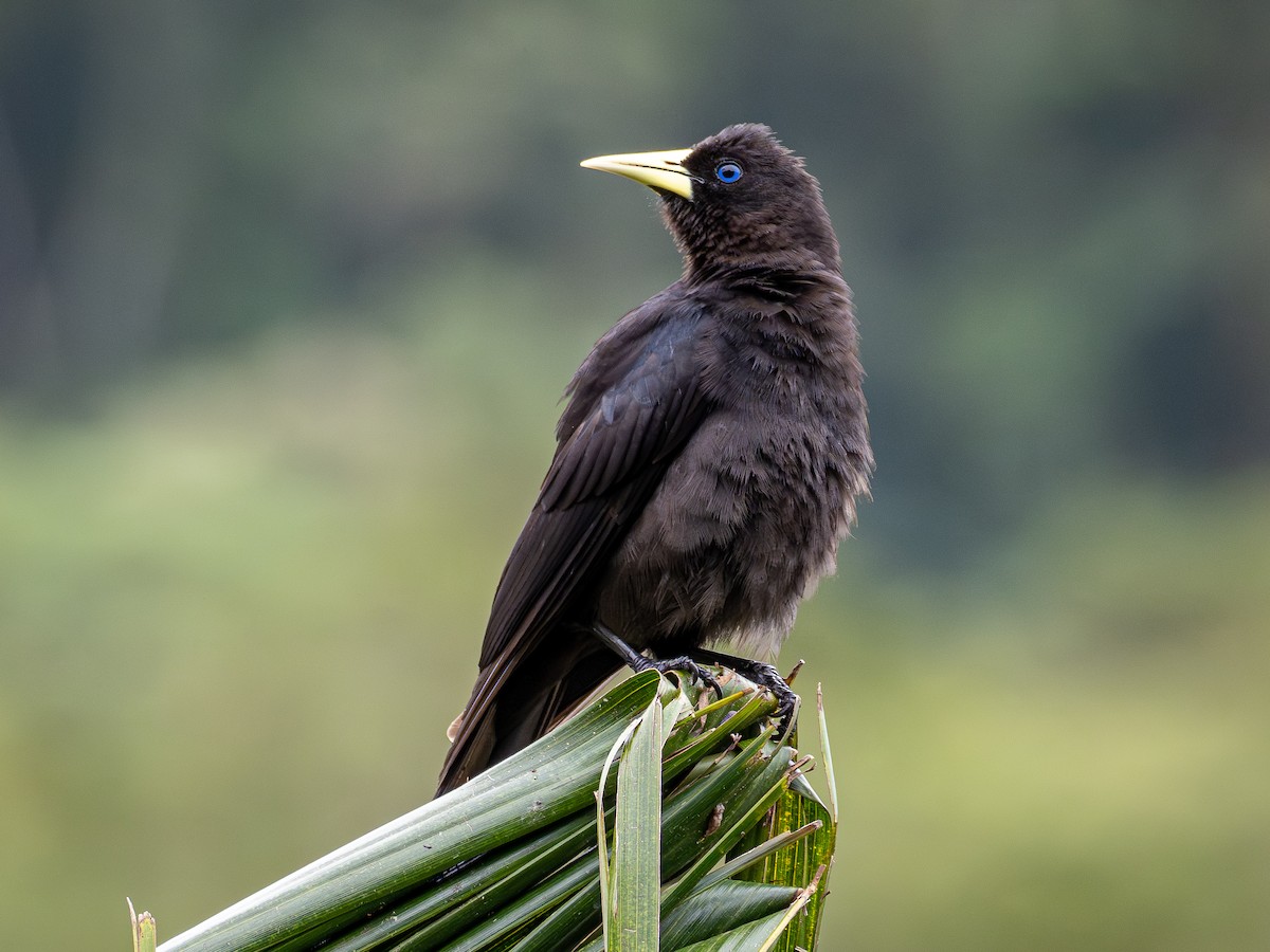 Red-rumped Cacique - ML643849170