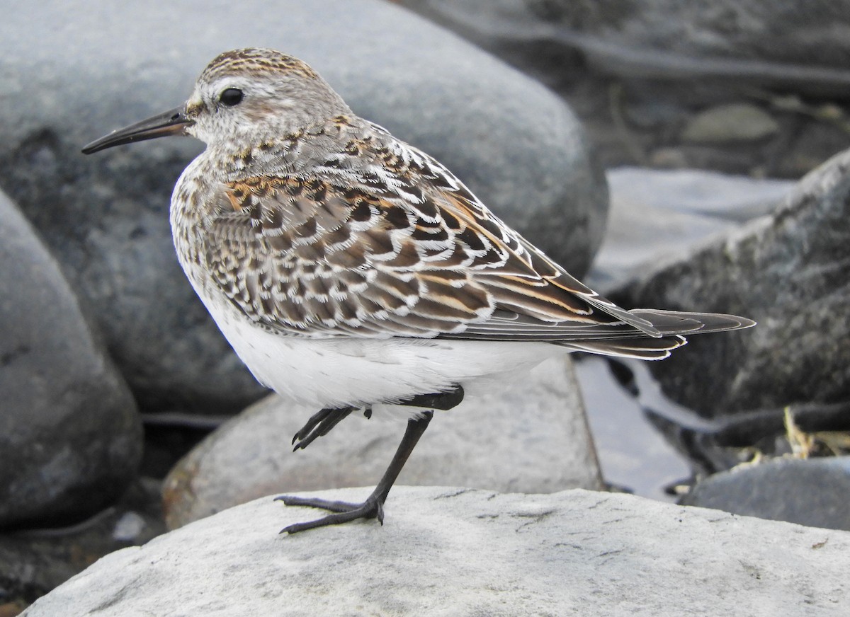 White-rumped Sandpiper - ML643849177