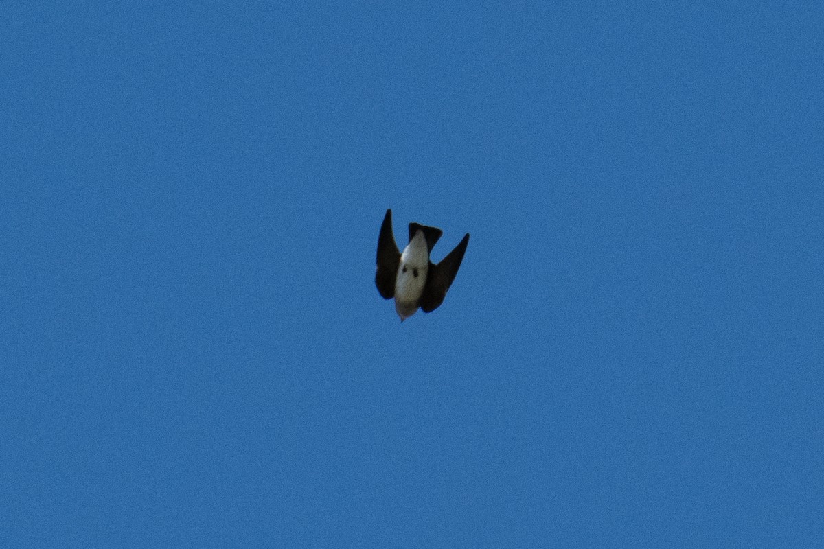 Northern Rough-winged Swallow - ML643849180