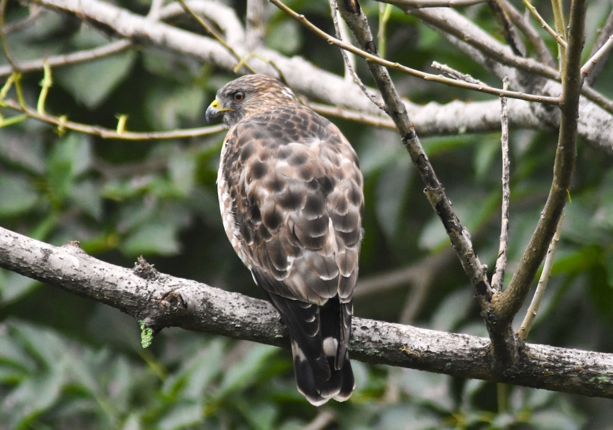 Broad-winged Hawk - ML643849188