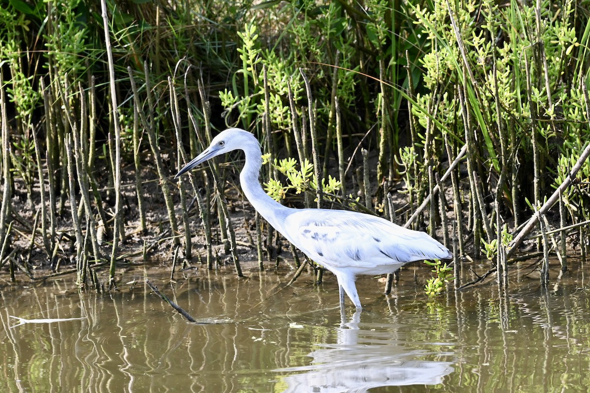 Little Blue Heron - ML643849189