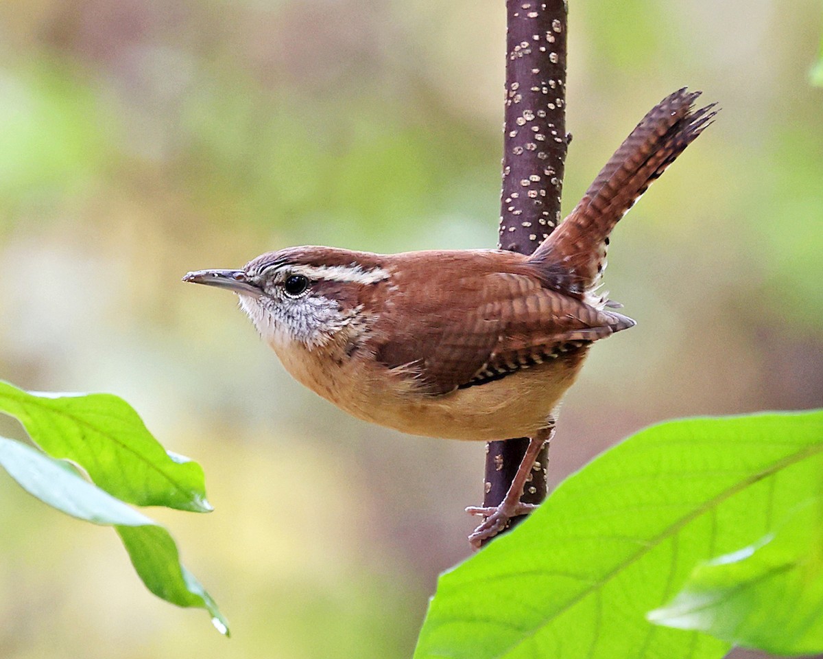 Carolina Wren - ML643849190