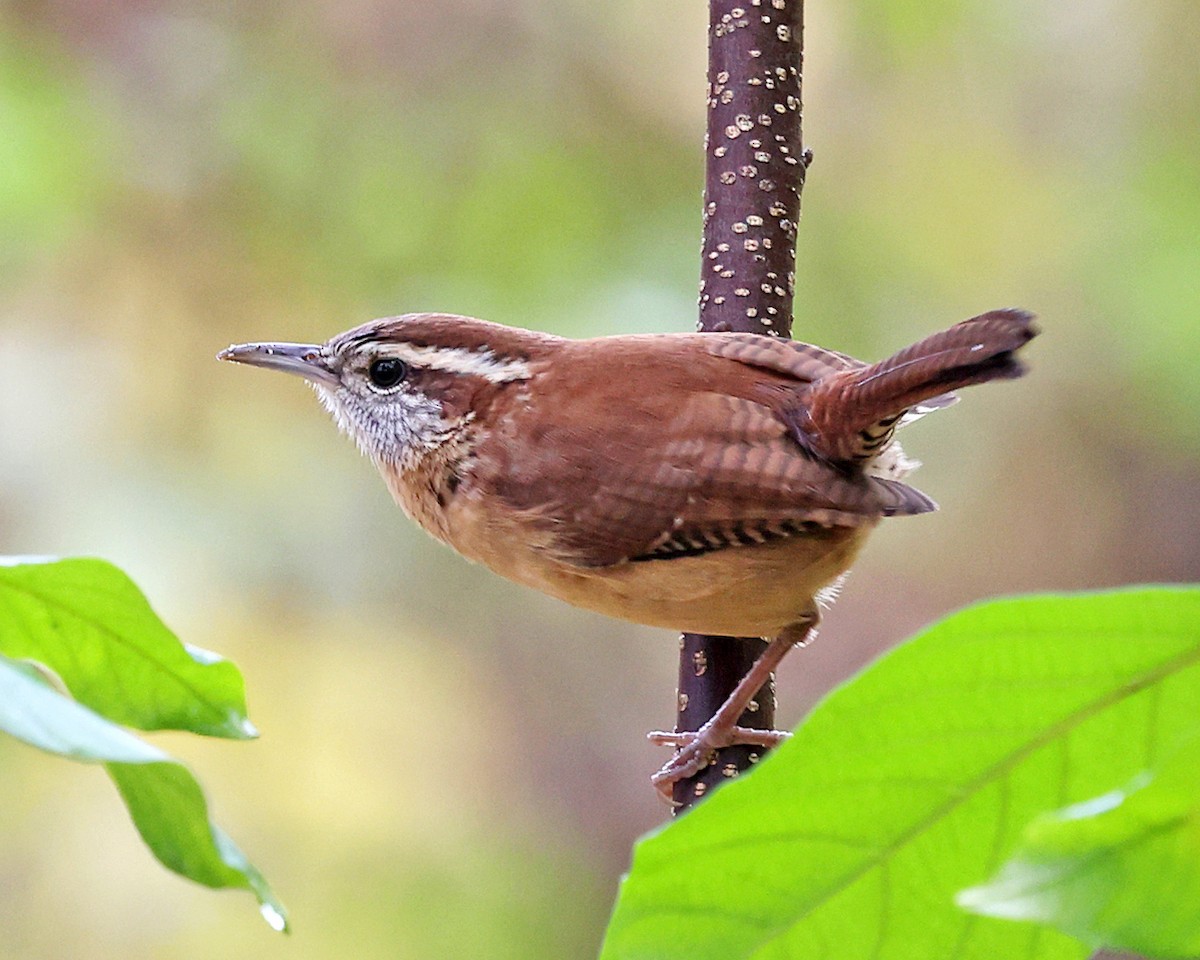 Carolina Wren - ML643849196