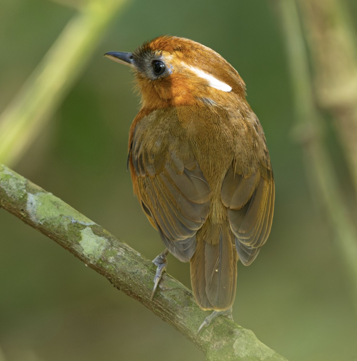 Ceara Gnateater - ML643849197