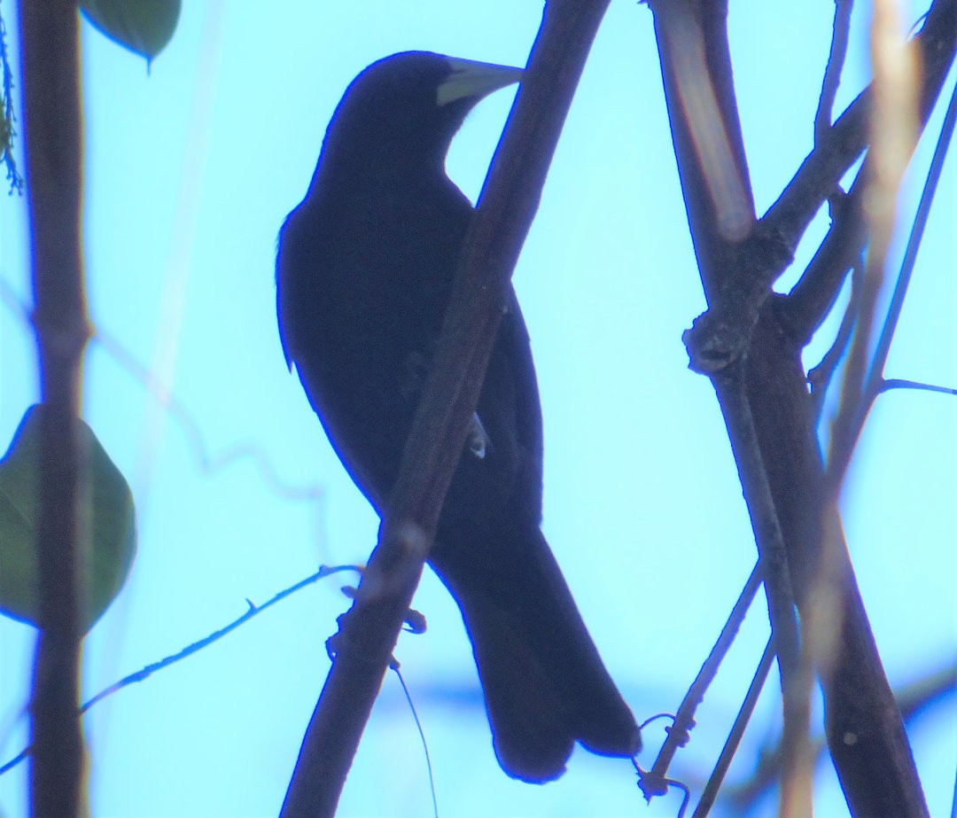 Red-rumped Cacique - ML643849203