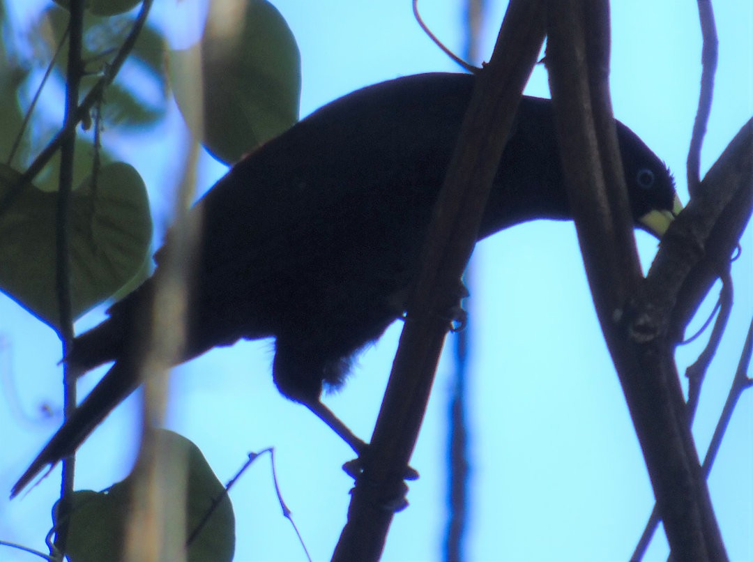 Red-rumped Cacique - ML643849204