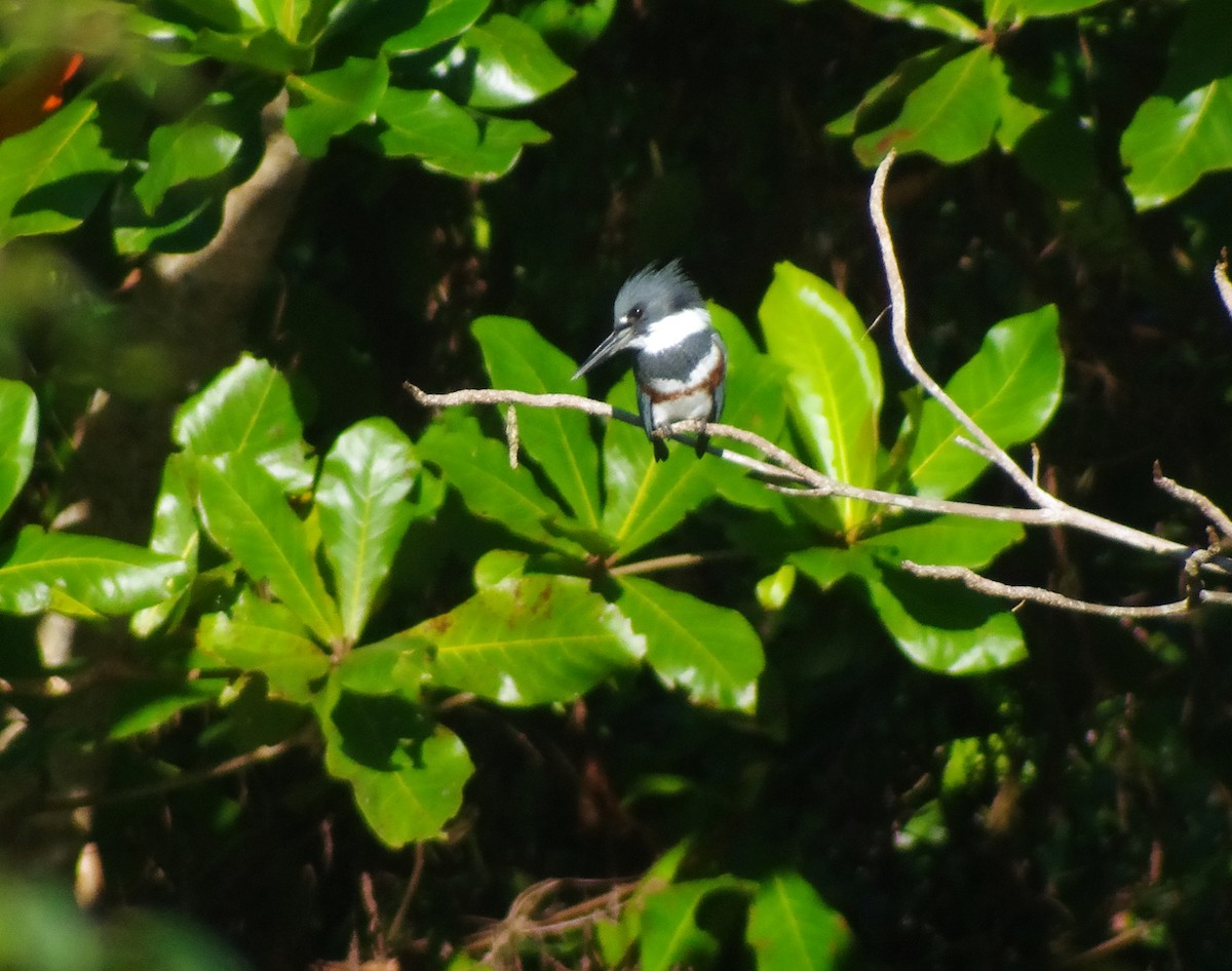 Belted Kingfisher - ML643849227