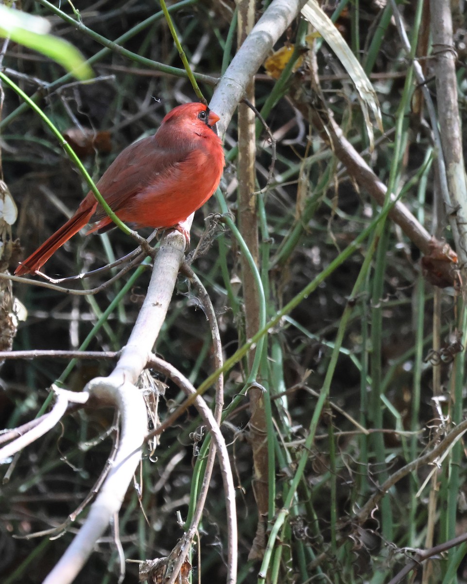 Cardinal rouge - ML643849245