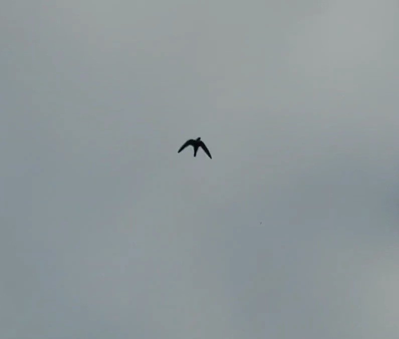 クビワアマツバメ - ML643849252