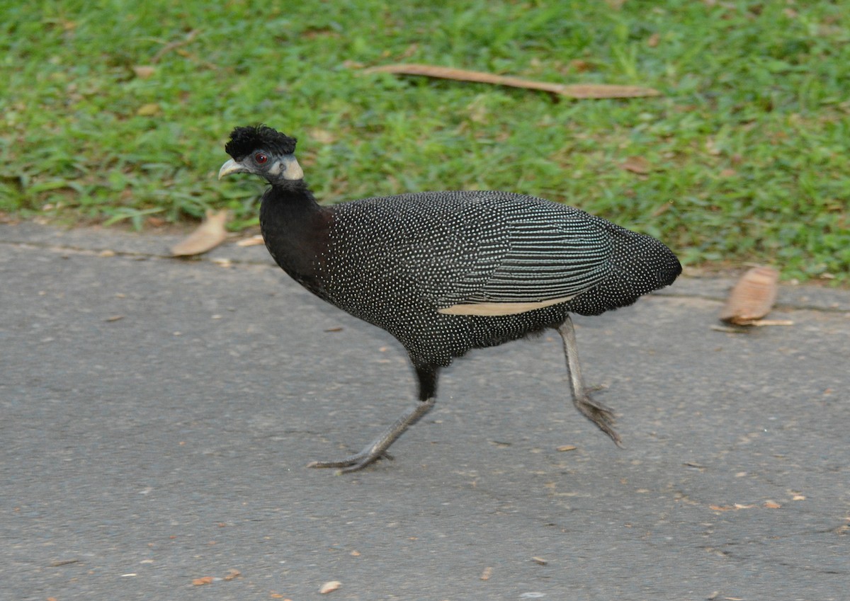 Southern Crested Guineafowl - ML643849268