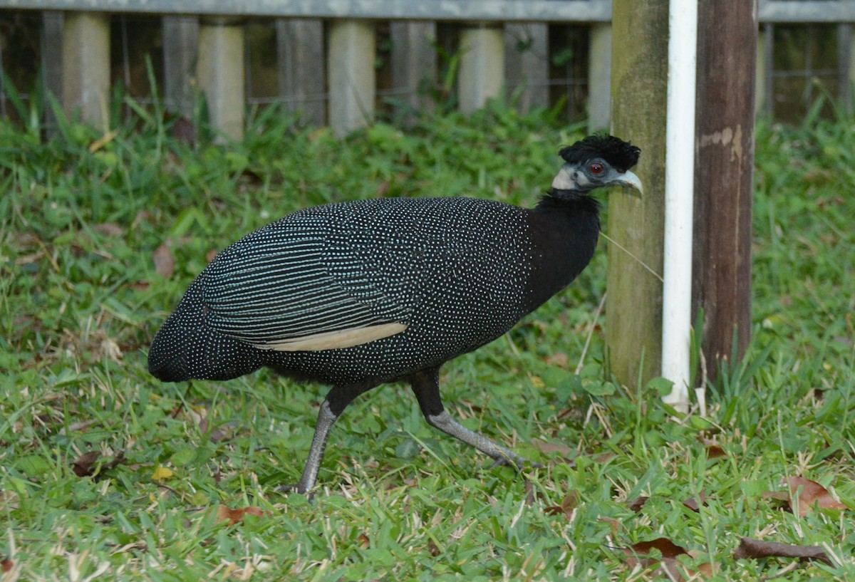 Southern Crested Guineafowl - ML643849269
