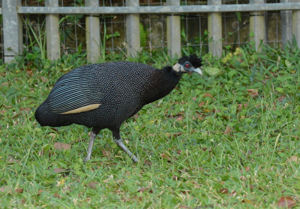 Southern Crested Guineafowl - ML643849270