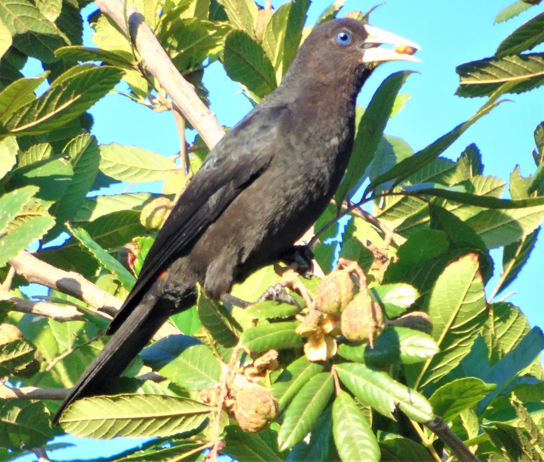 Red-rumped Cacique - ML643849272