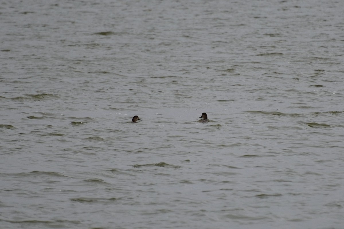 Redhead - ML643849273