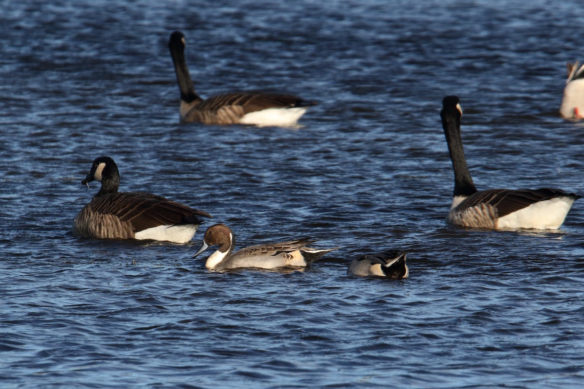 Northern Pintail - ML643849302