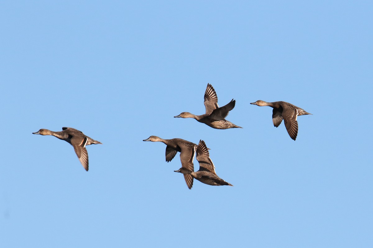 Northern Pintail - ML643849323
