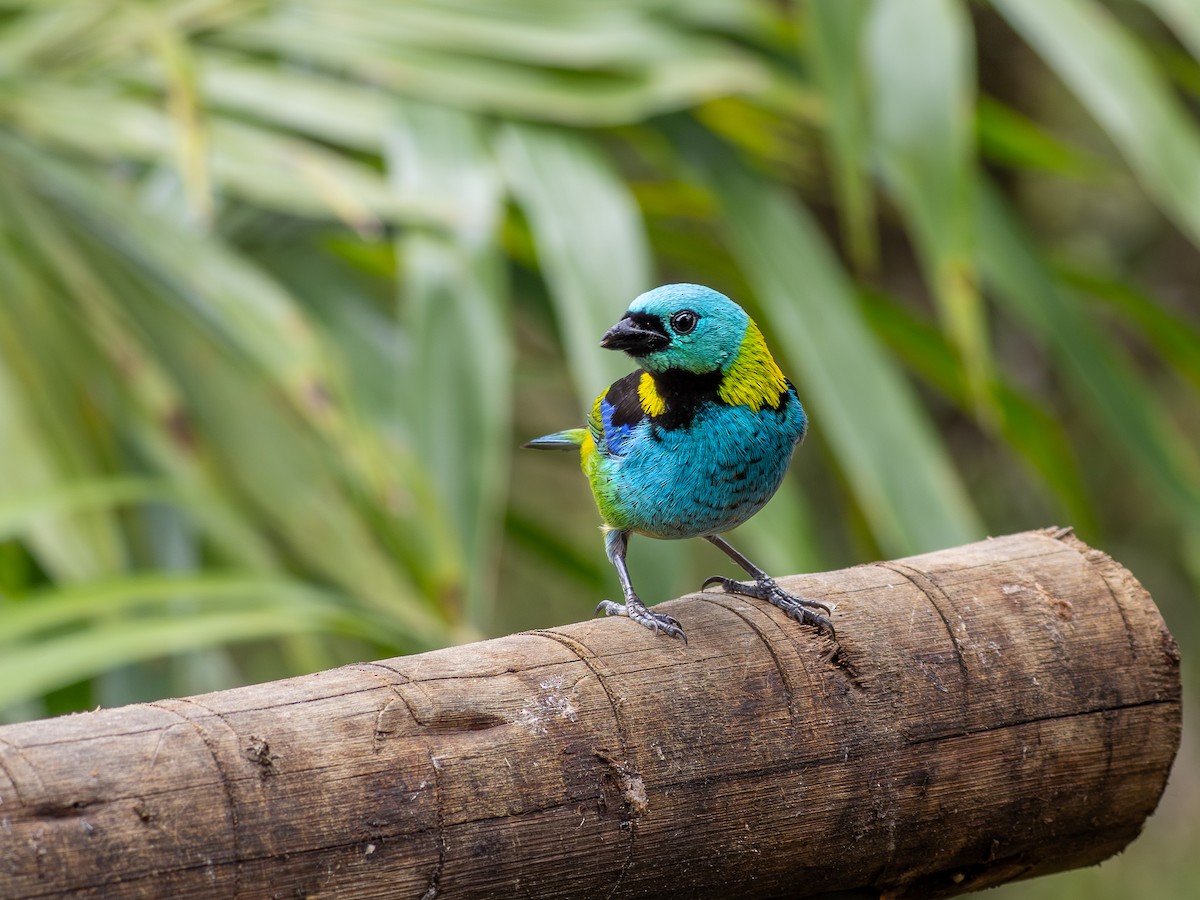 Green-headed Tanager - ML643849324
