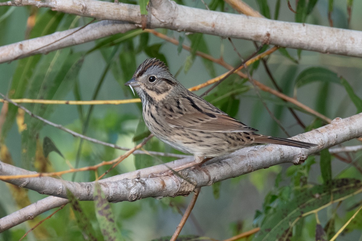 Lincoln's Sparrow - ML643849339