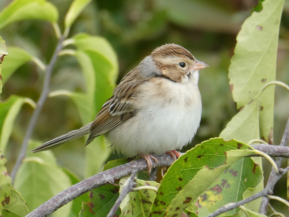 Clay-colored Sparrow - ML643849340