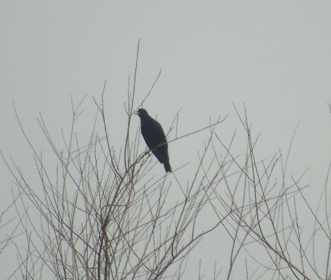 Red-rumped Cacique - ML643849341