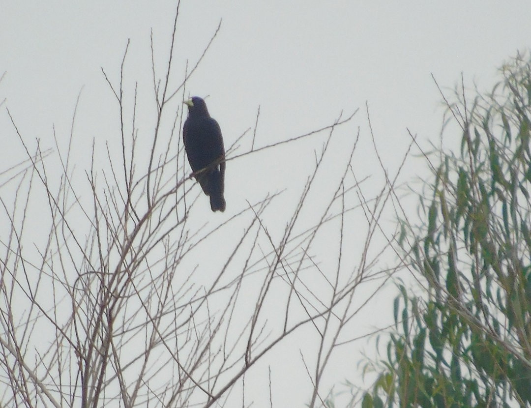 Red-rumped Cacique - ML643849342