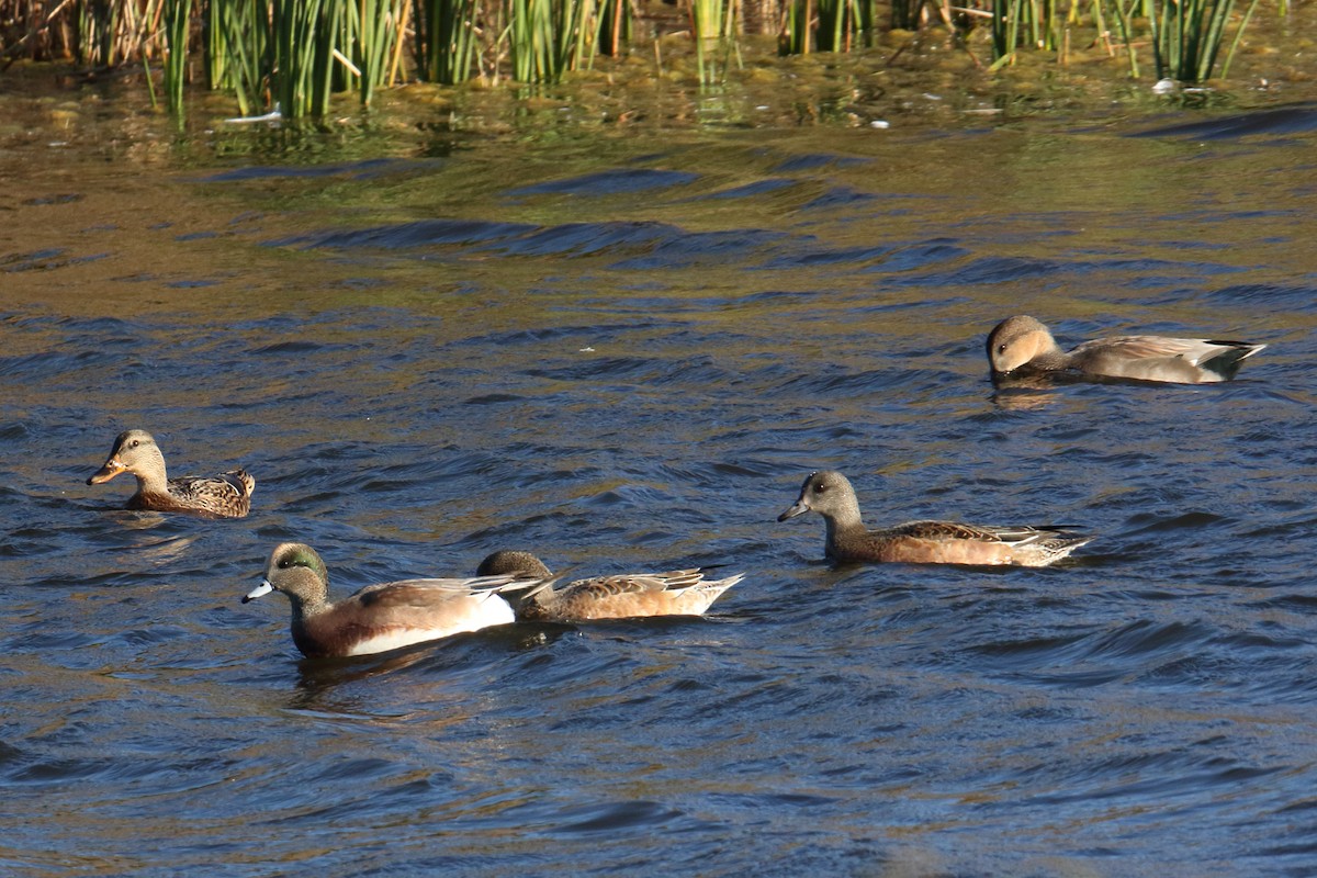 American Wigeon - ML643849352