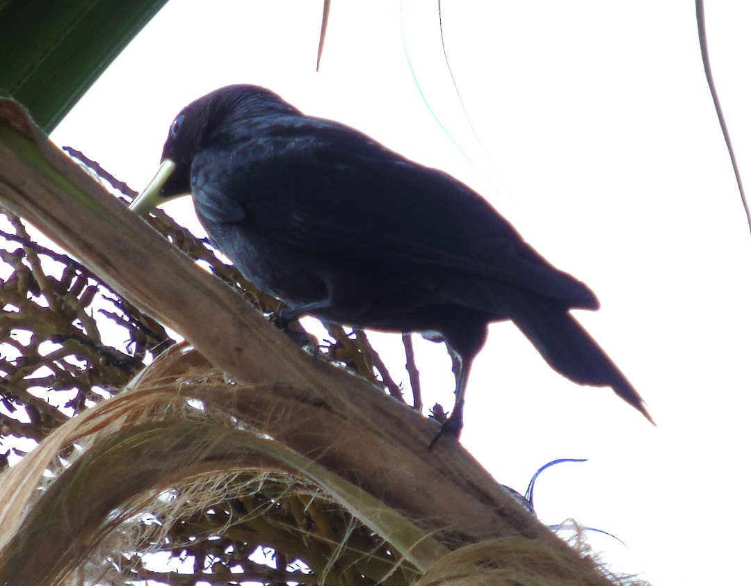 Red-rumped Cacique - ML643849389
