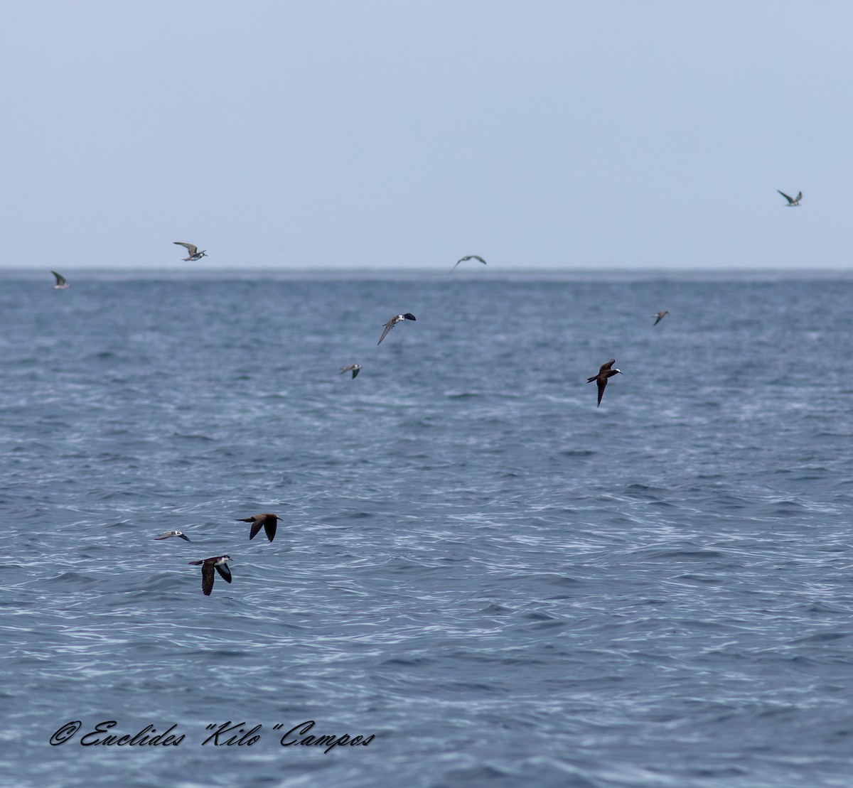 Black Noddy - ML643849408