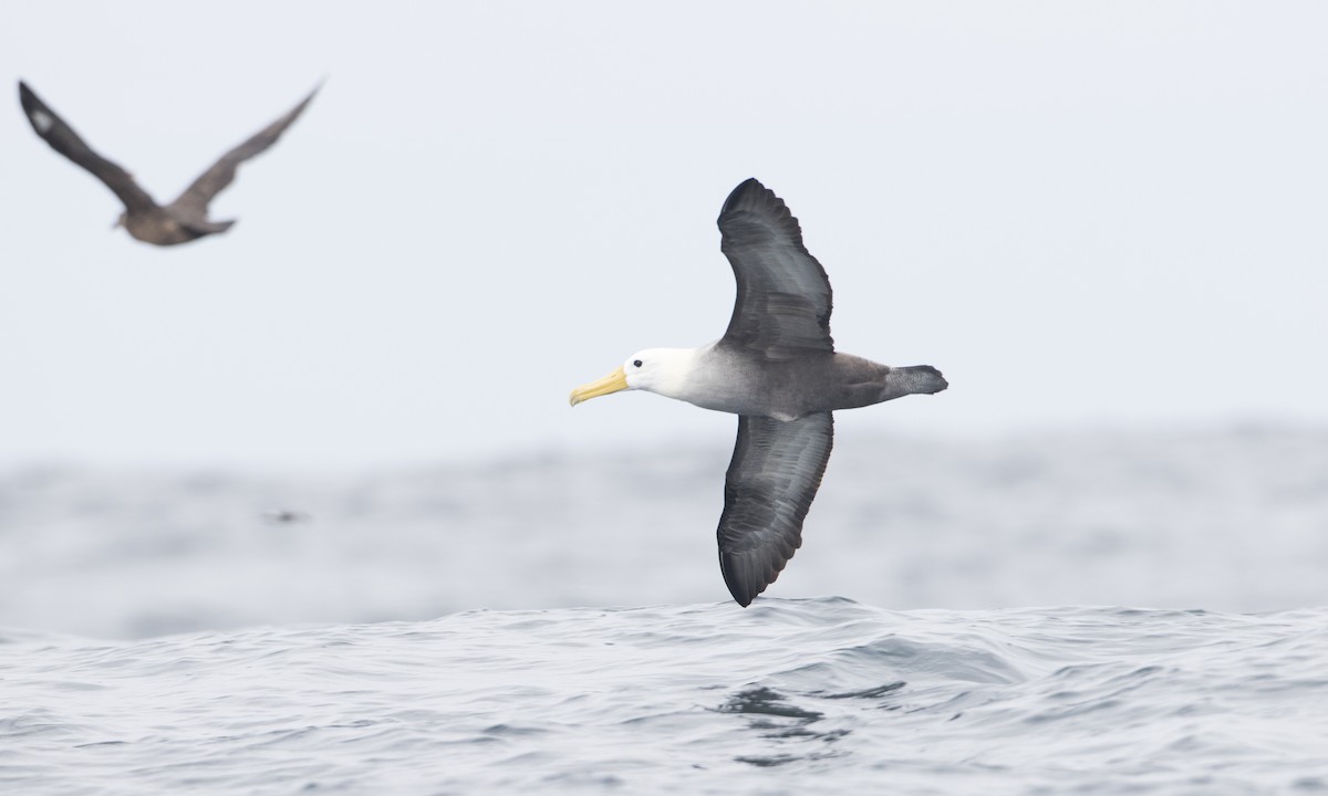 Albatros de Galápagos - ML64384941