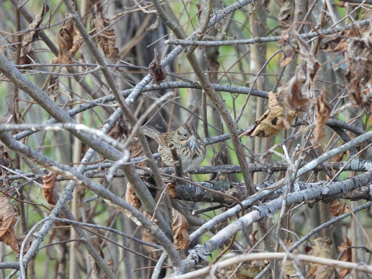 Lincoln's Sparrow - ML643849410