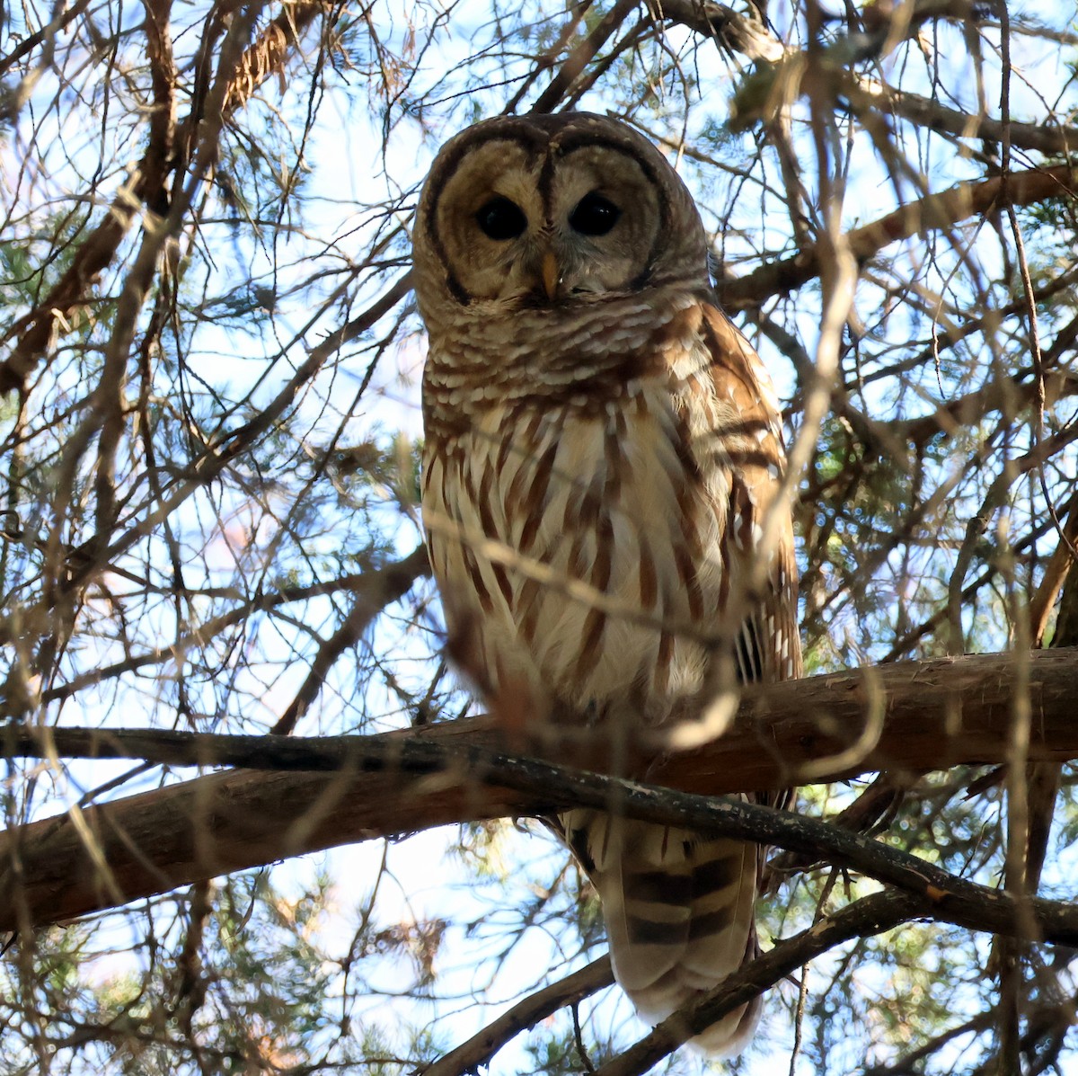 Barred Owl - ML643849413