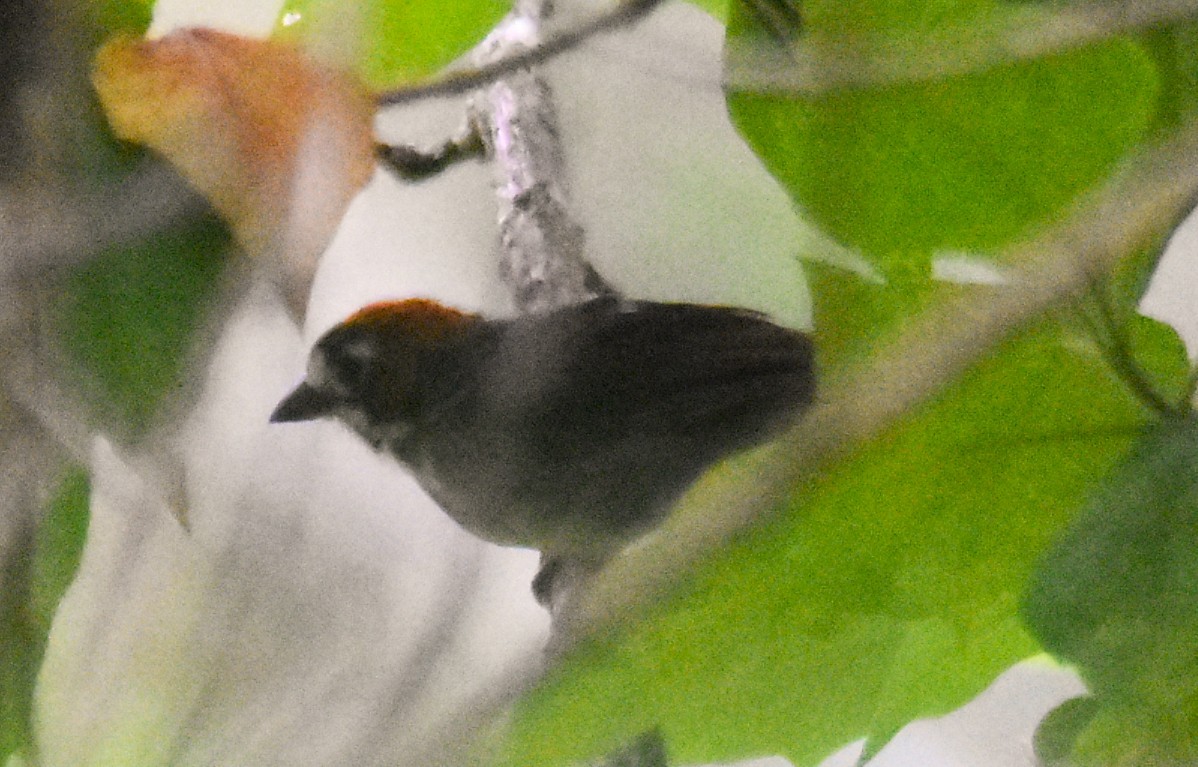 Cabanis's Ground-Sparrow - ML643849415