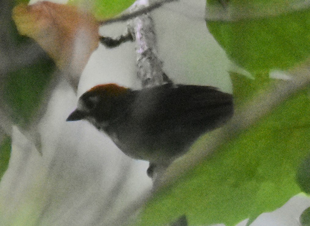 Cabanis's Ground-Sparrow - ML643849416