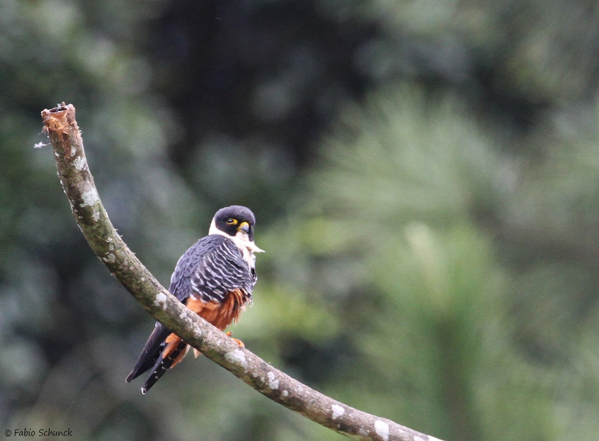 Bat Falcon - ML643849419