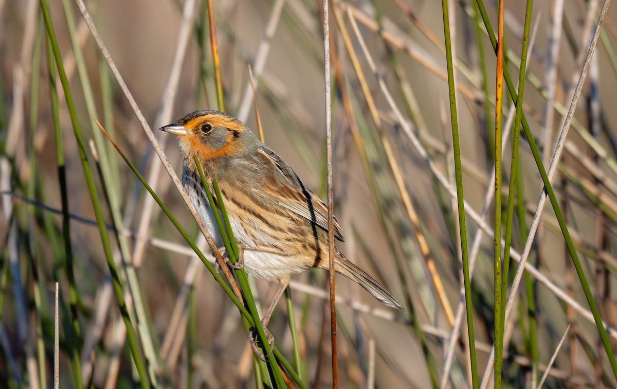 Saltmarsh Sparrow - ML643849428